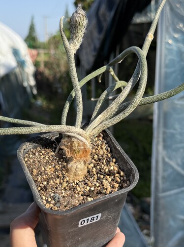 美杜莎caput-medusae块根植物稀缺品种开花进口多肉植物一物一拍