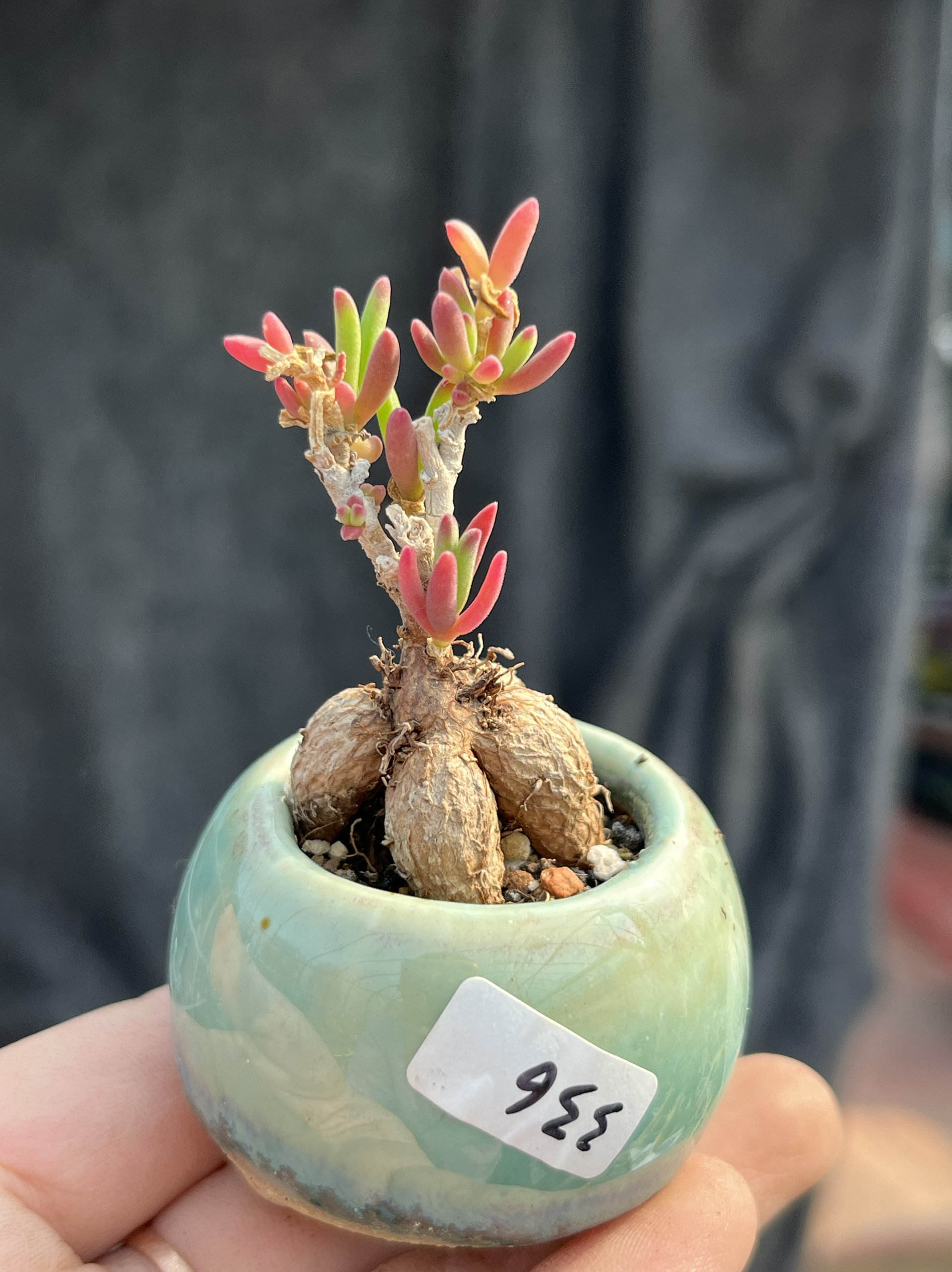 含盆，实生冰花块根枝干番杏拇指小老桩多肉植物造型盆栽一物一拍