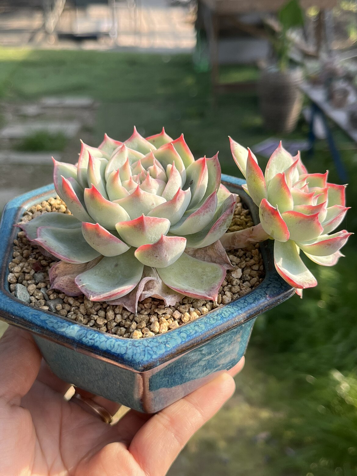 侧影法兰西玫瑰多肉植物控养老桩办公桌面新手易养一物一拍