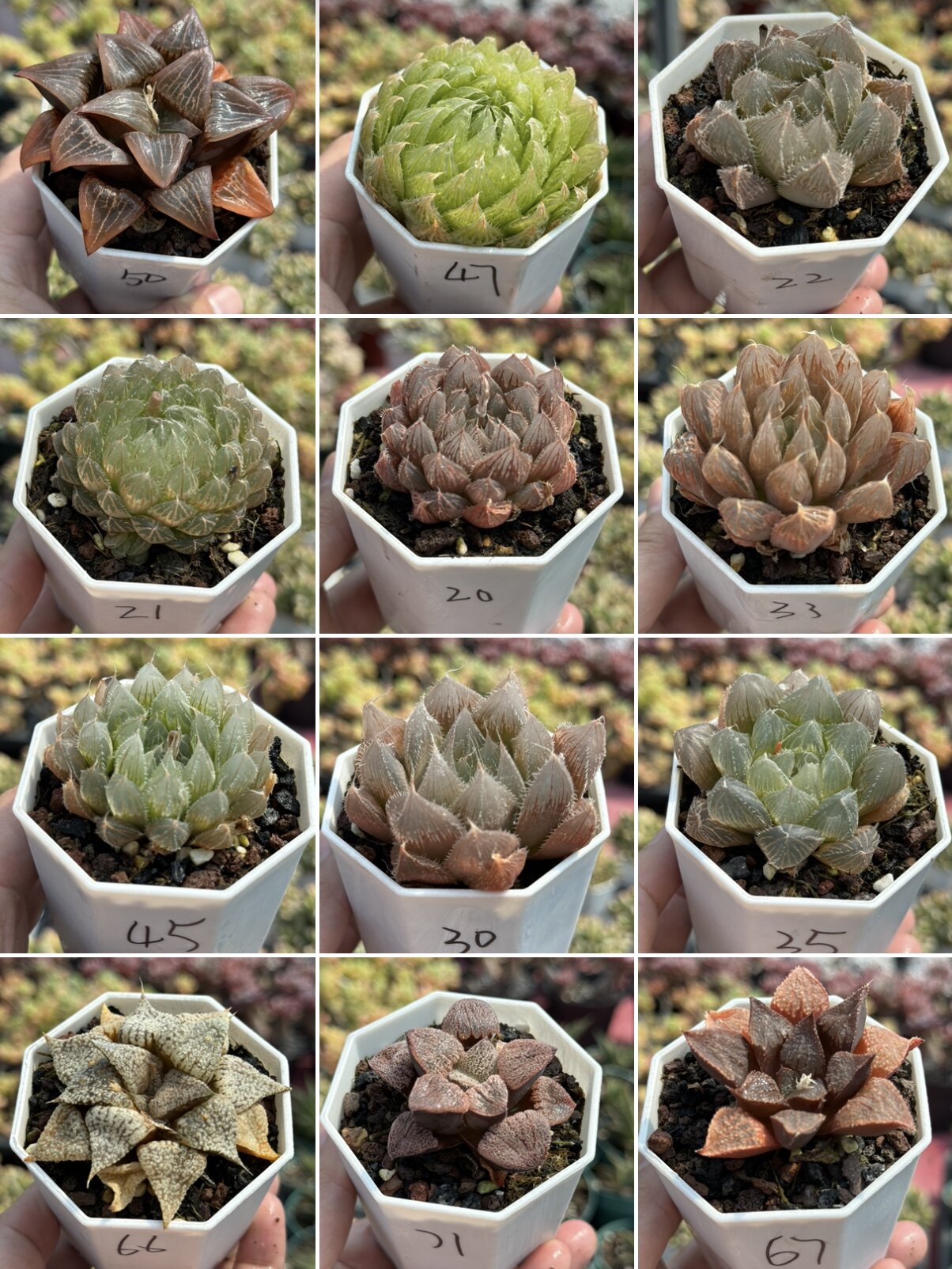 红丝姬玉露冰灯玉露寿玉露多肉植物十二卷属室内喜阴喜水一物一拍
