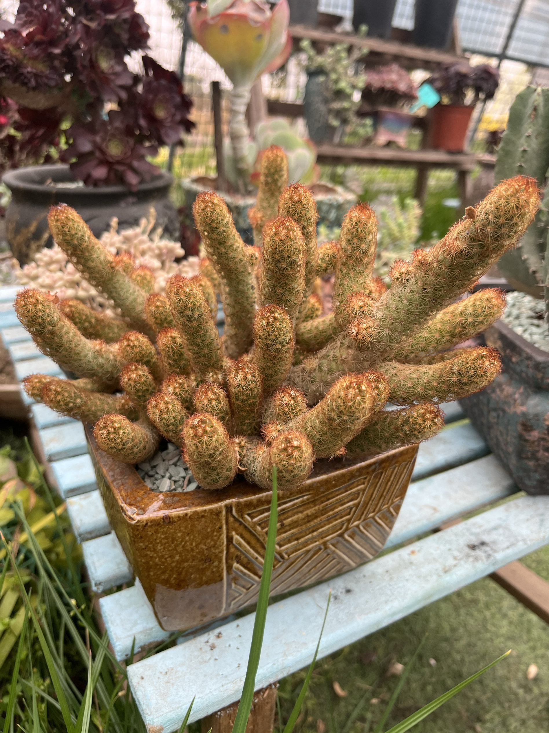金手指多肉植物开花大戟科防辐射吸甲醛盆栽花卉一物一拍