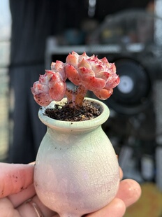 含盆，新品粉色糖心暗纹冰魄杂交多肉植物小老桩多肉 一物一拍