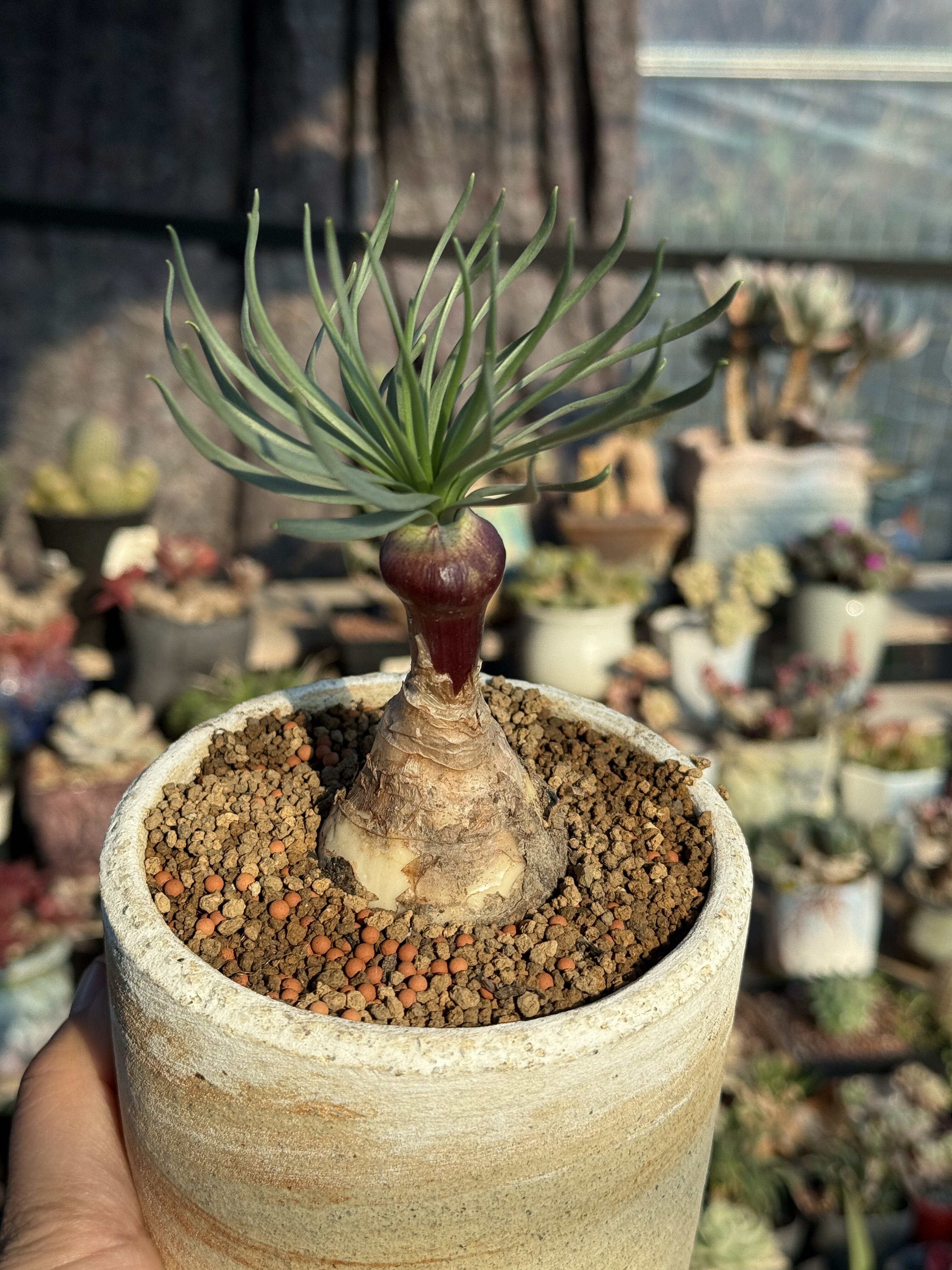 GN弹簧草 Gethyllis namaquensis 多肉植物潮流块根植物一物一拍