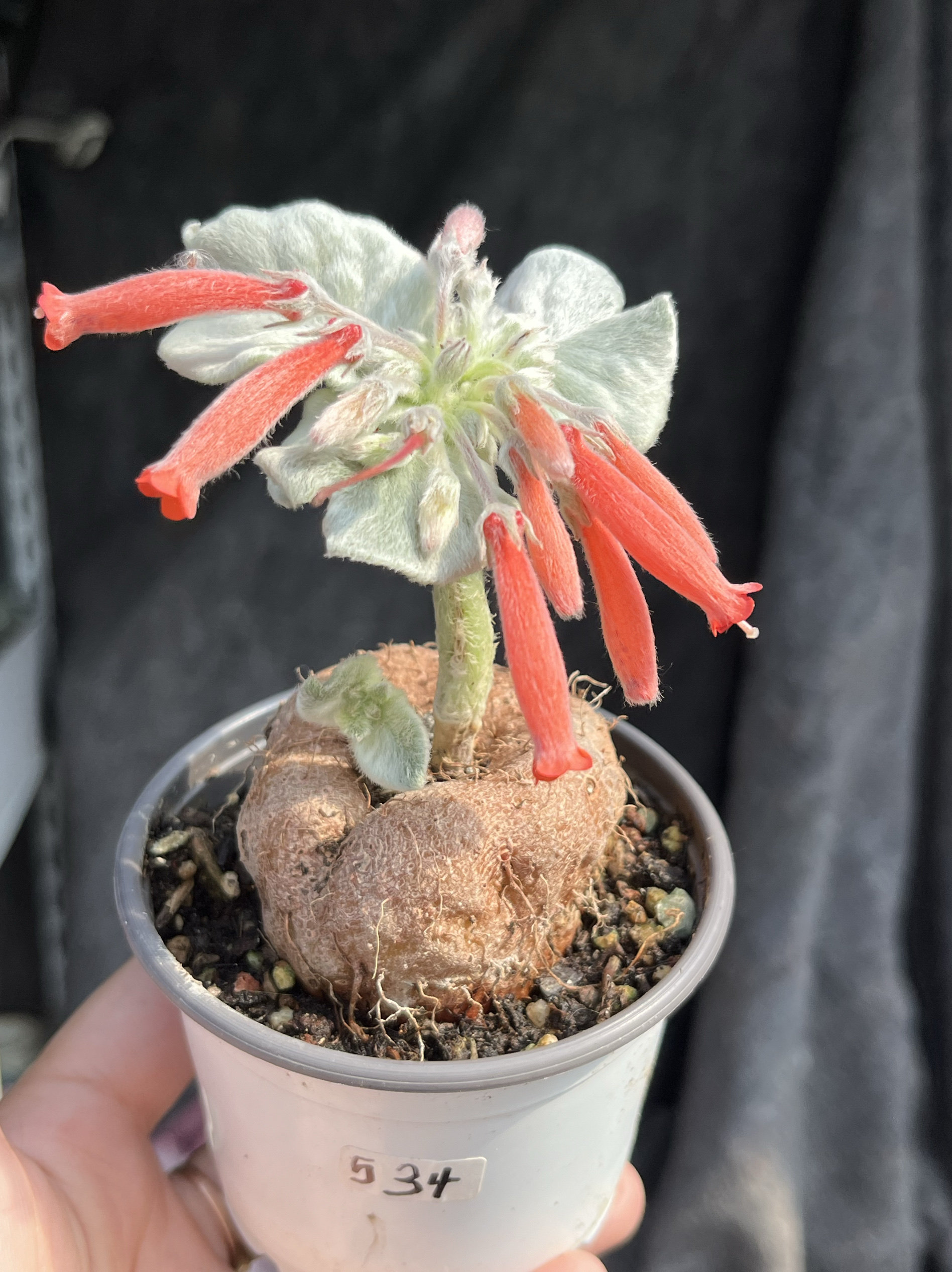 断崖女王大块根毛绒绒多肉植物老桩开红花一物一拍