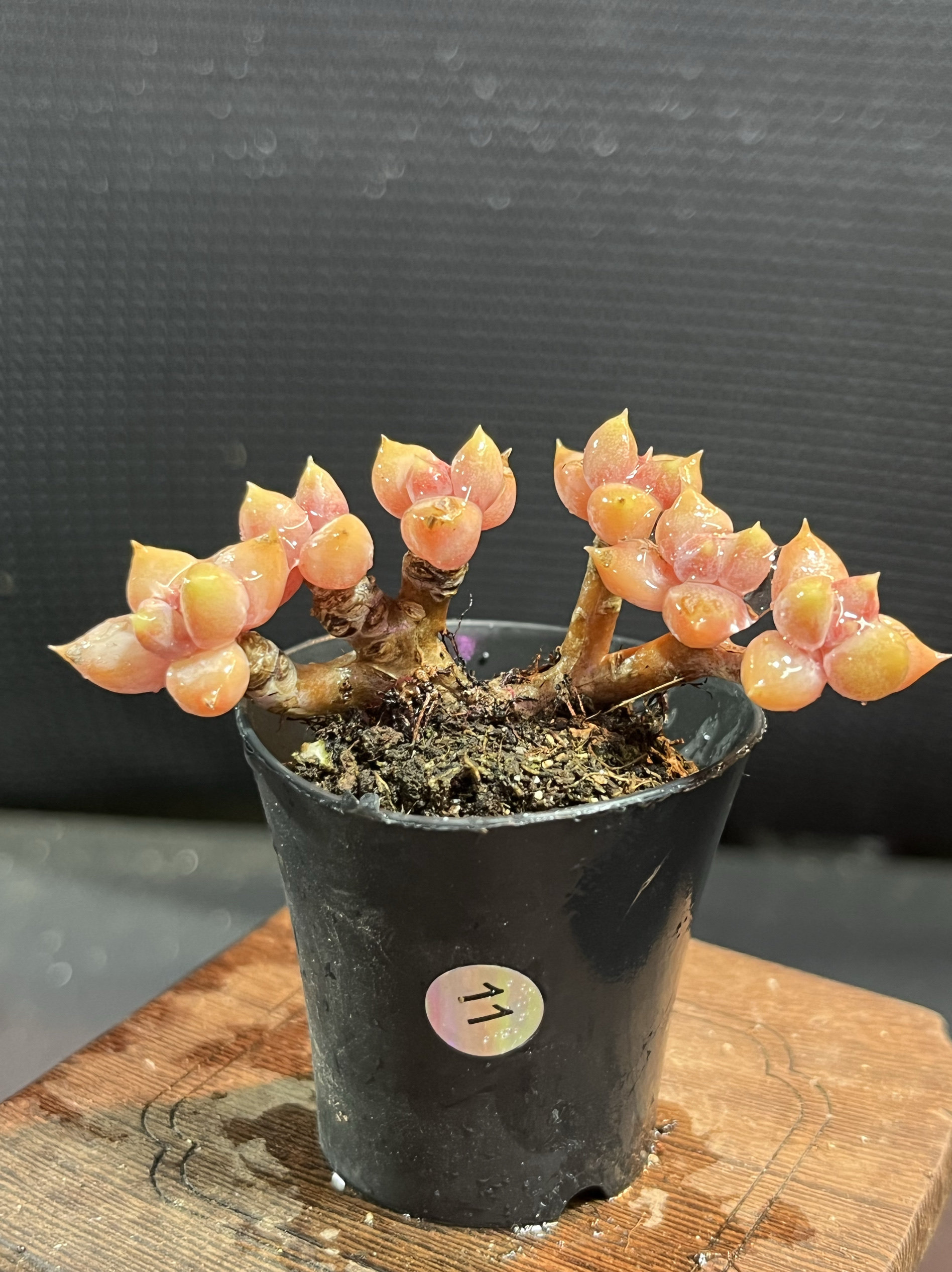 梦琪黄金科文斯缀化红象牙多肉拇指小老桩黄金象牙杂交一物一拍