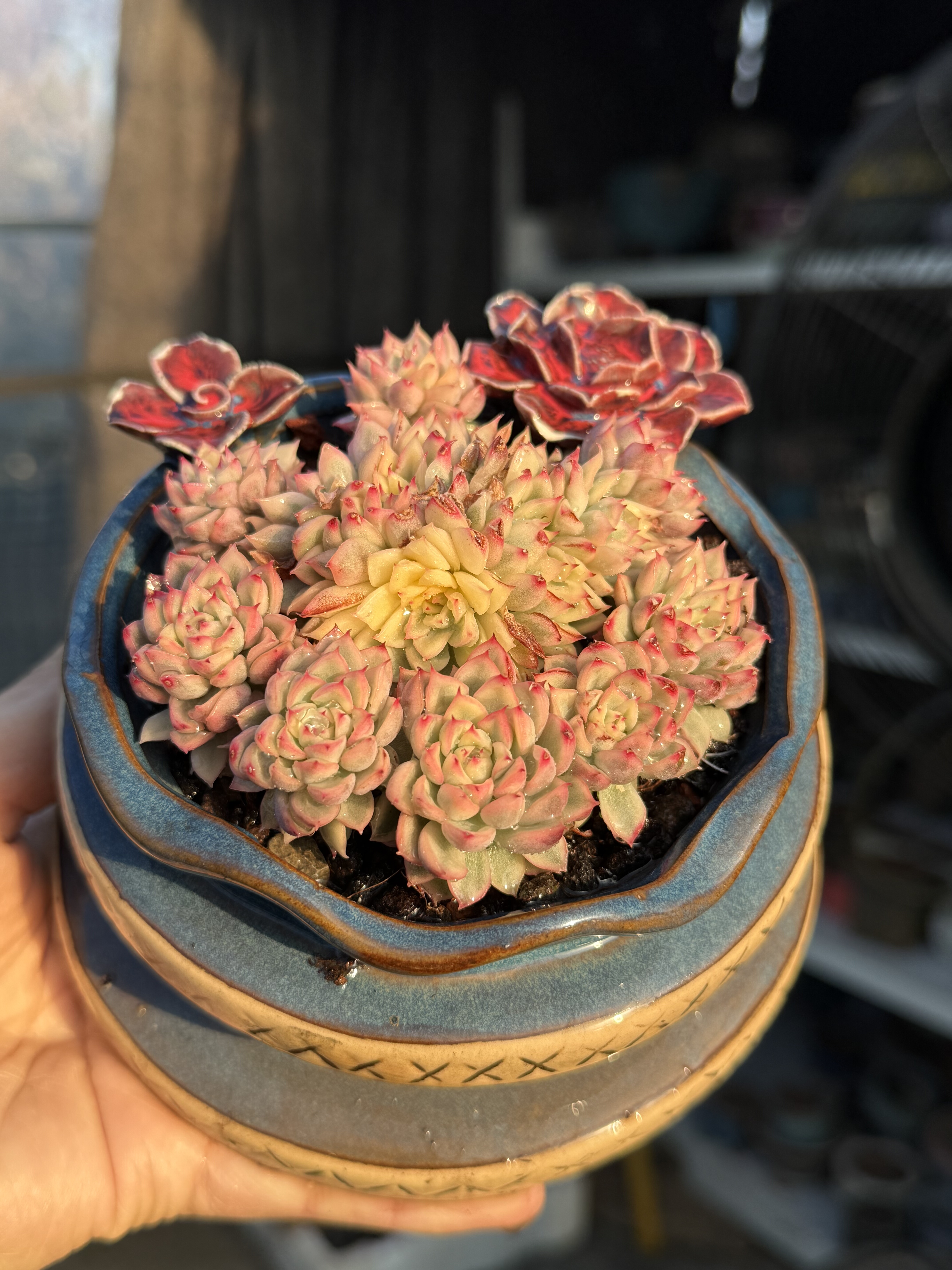 含盆 女雏锦手捧花小老桩多肉植物果冻体暗纹精控群生一物一拍