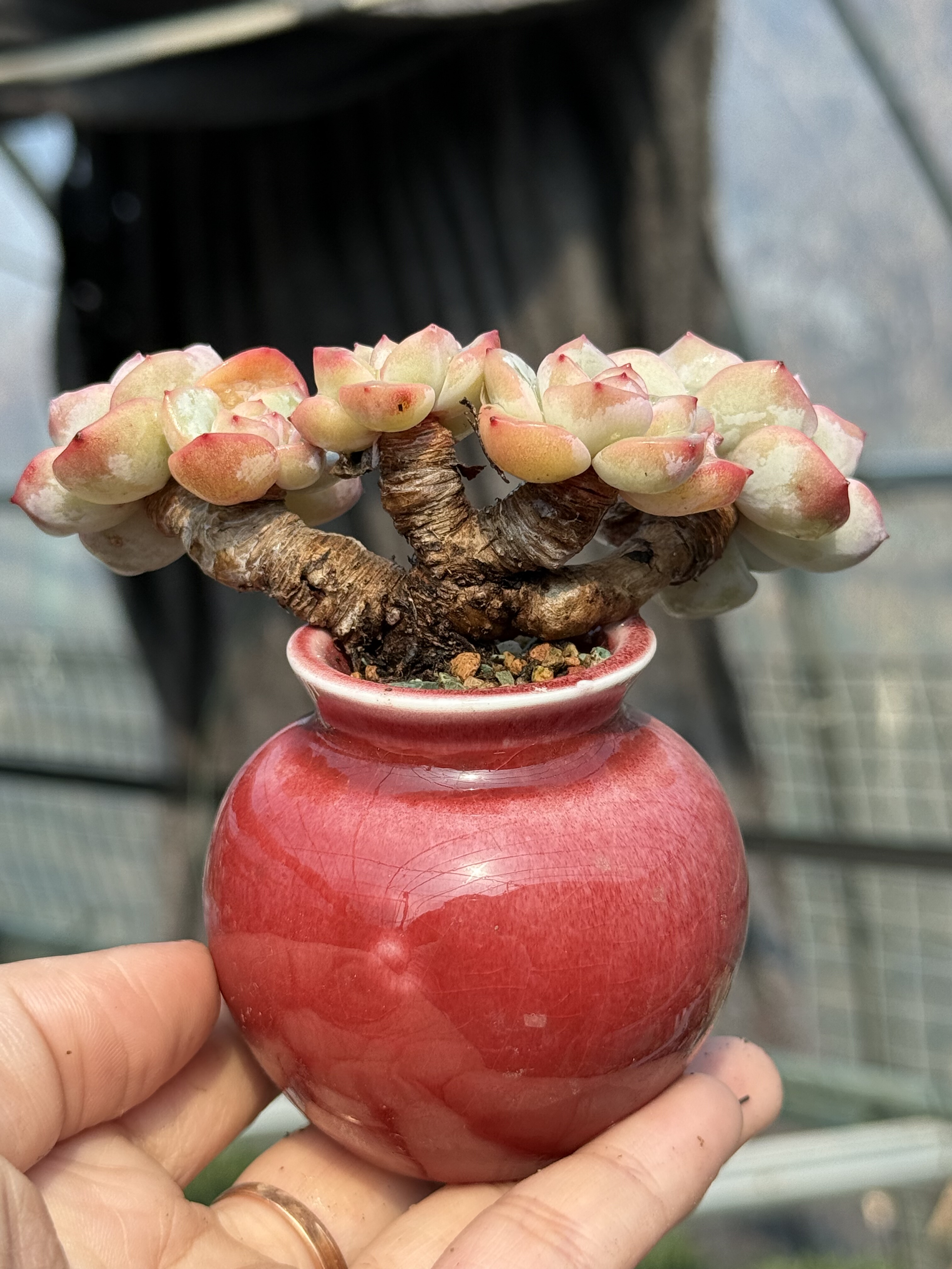 奶油泡芙轰动多肉植物精控拇指小老桩  带盆栽好  一物一拍