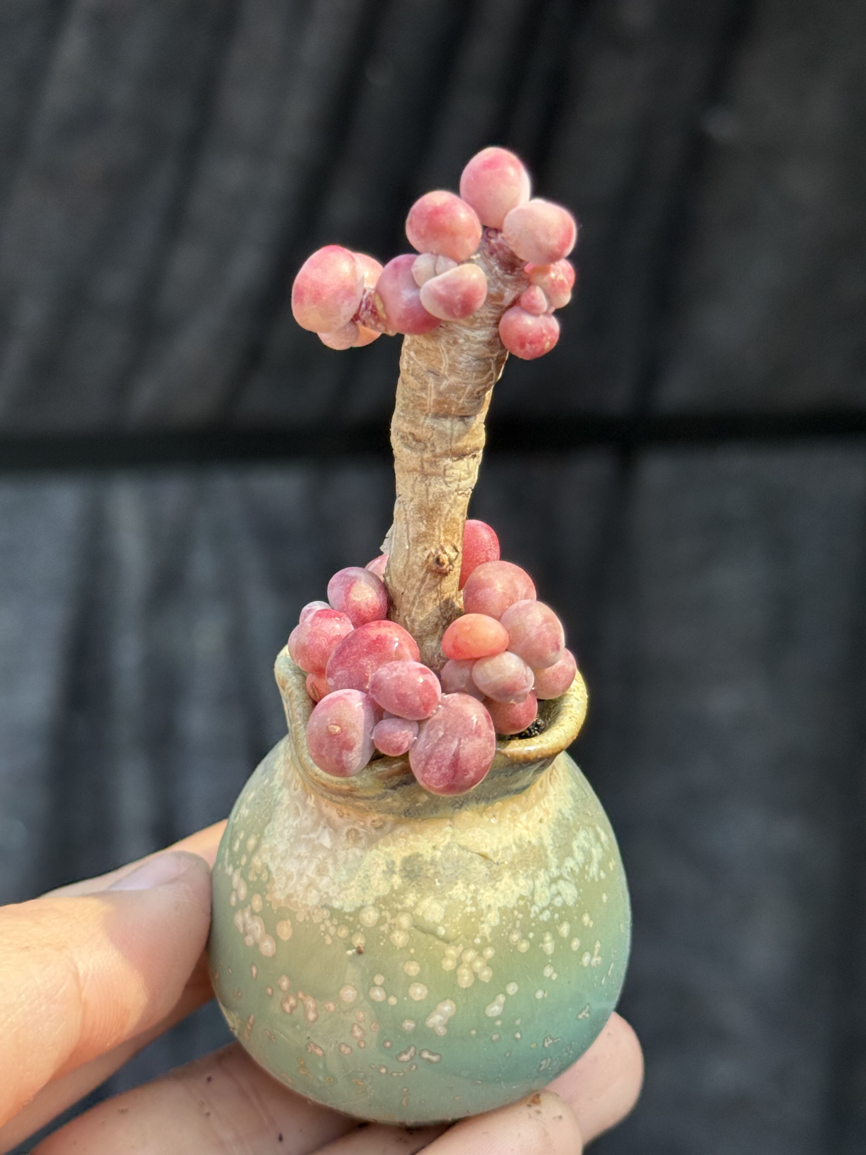 桃蛋圆叶桃蛋腰子蛋多肉精控木质悬崖老桩一物一拍