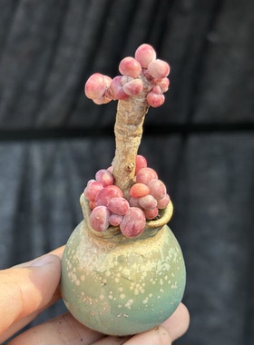 含盆 桃蛋圆叶桃蛋腰子蛋多肉精控木质悬崖老桩一物一拍