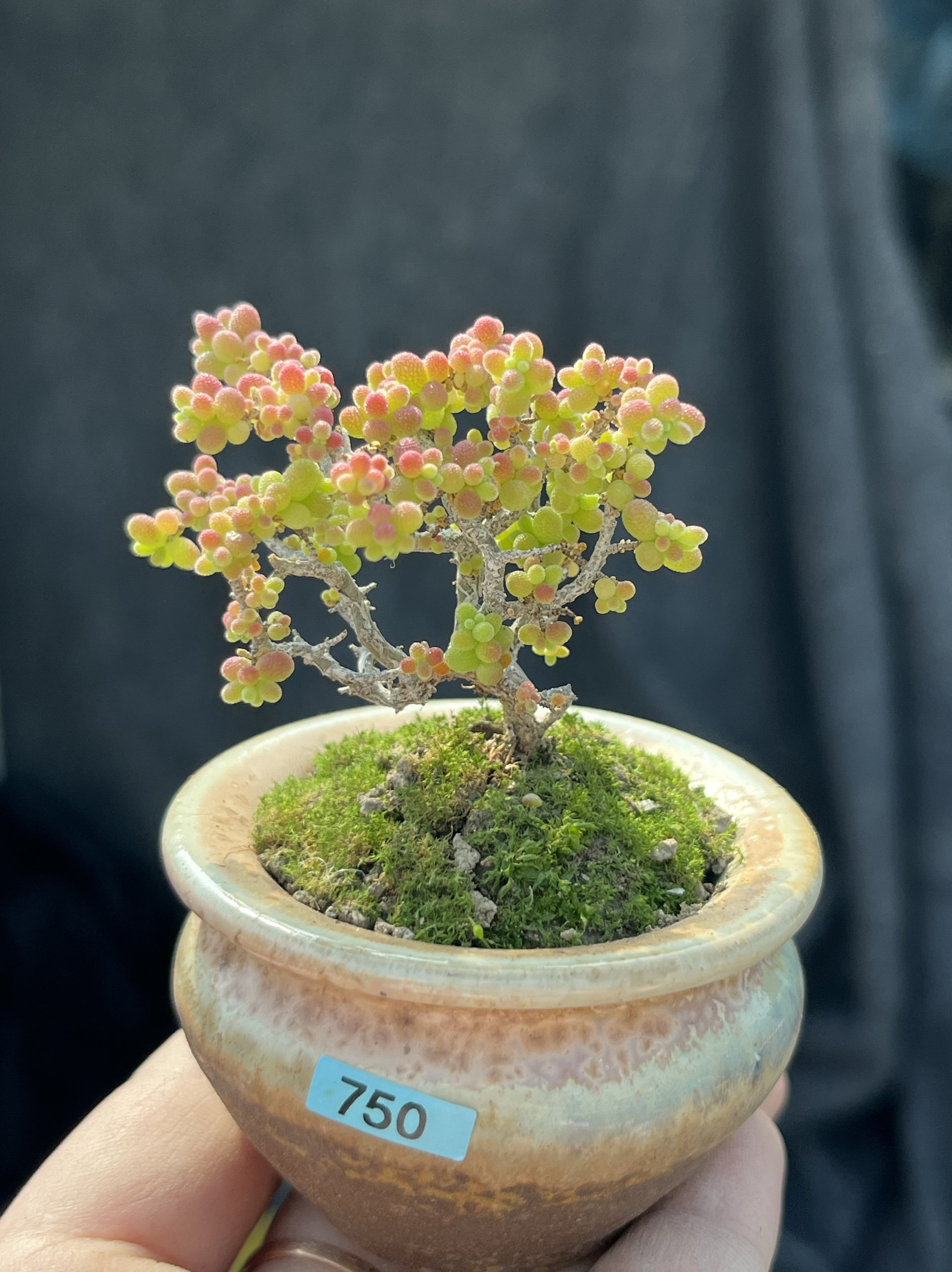 含盆 小小米小米粒枝干番杏拇指小树形小老桩多肉植物一物一拍
