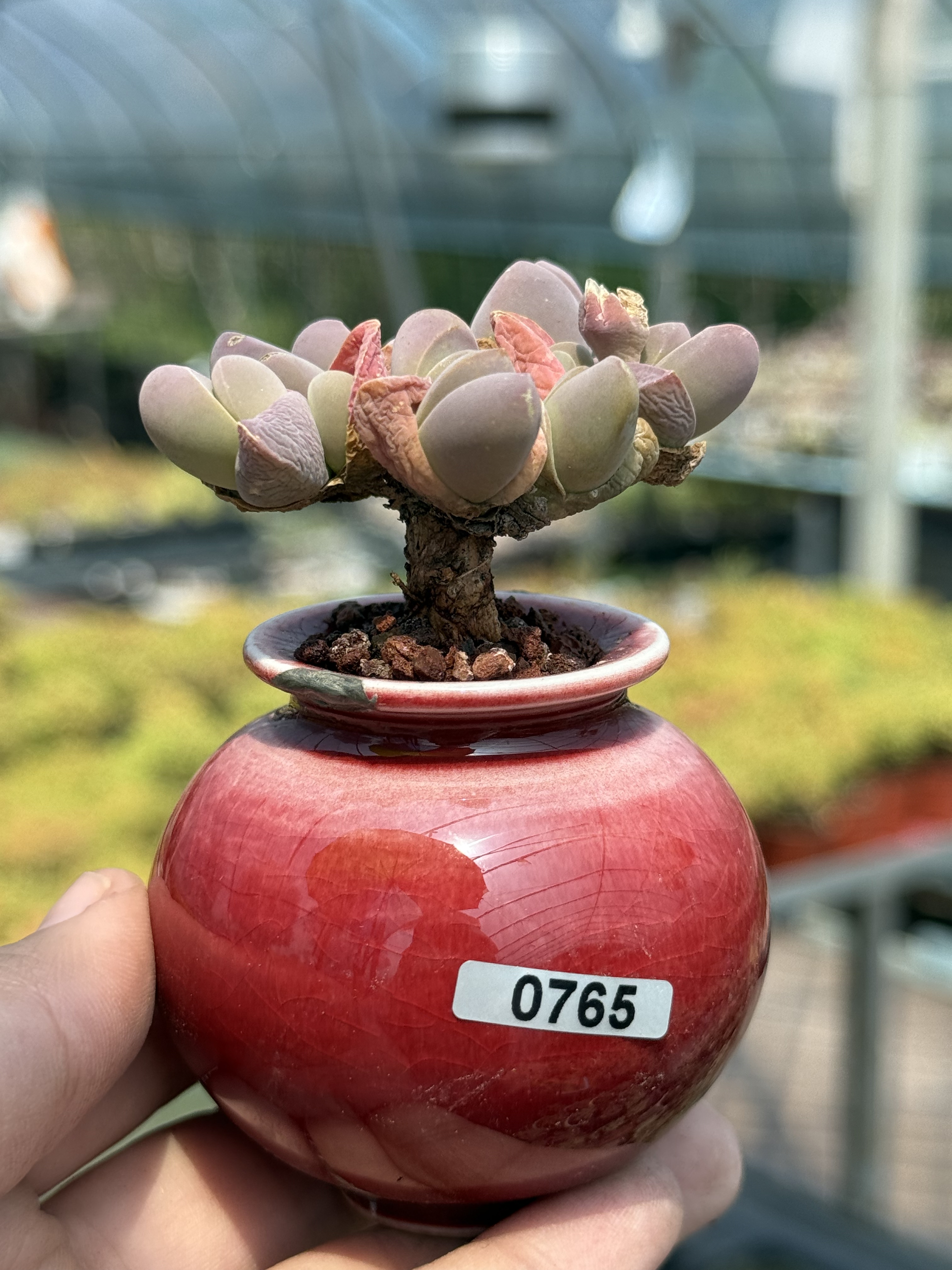含盆 春琴玉番杏科多肉植物藻玲玉属Gibbaeum petrense
