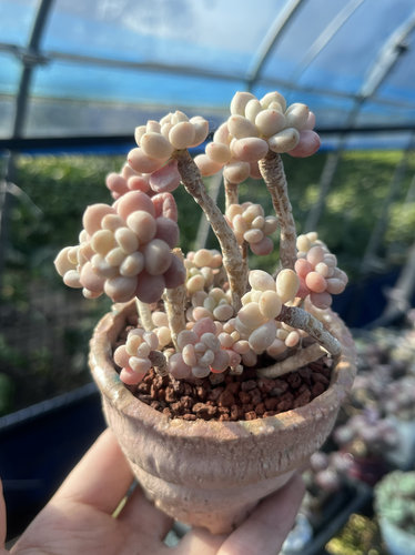 洛可可多肉植物老桩一物一拍