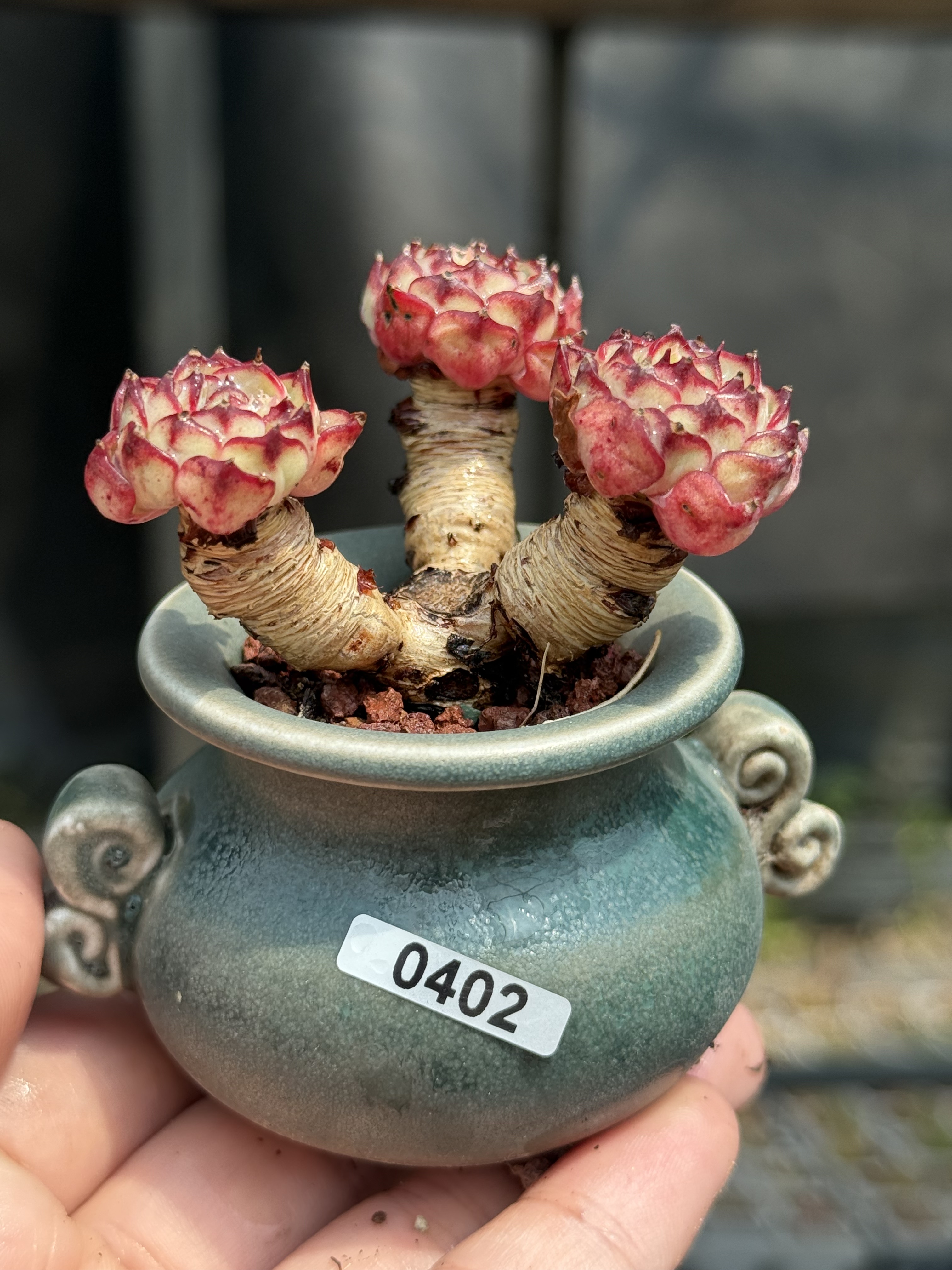 含盆 姬莲杂老桩多肉植物精控养小老桩一物一拍