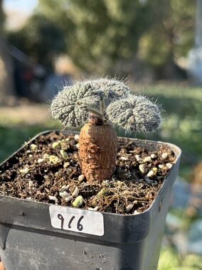 圆叶洋葵 Pelargonium Barklyi 实生块根稀有肉植物一物一拍