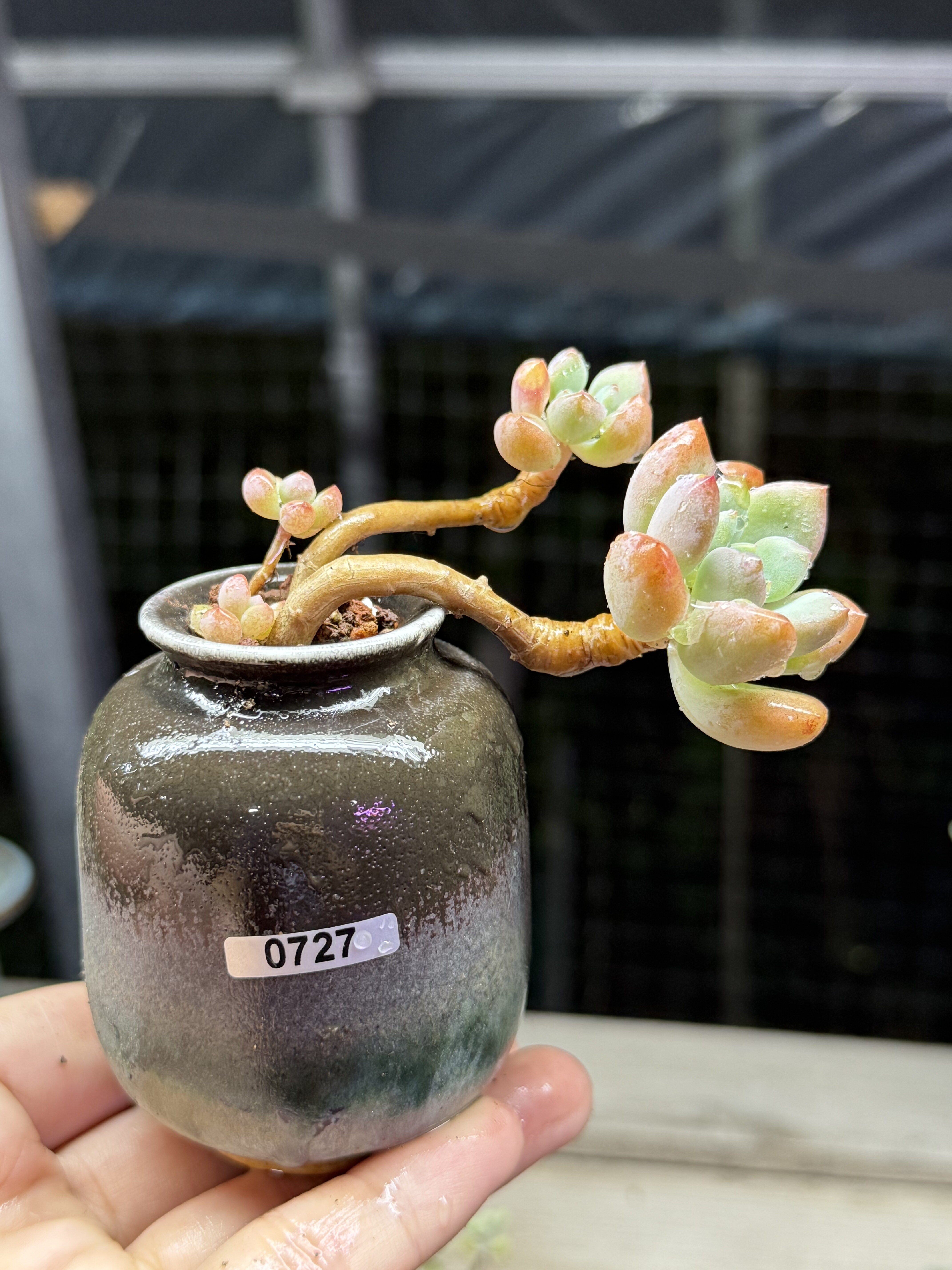 含盆,樱花雨老桩多肉植物悬崖妖娆造型小老桩 一物一拍