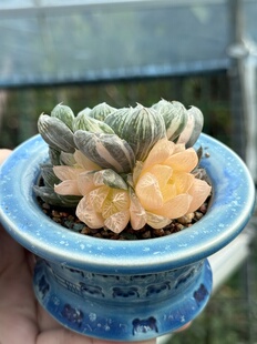 含盆 玉露锦多肉植物十二卷属群生喜阴喜水一物一拍