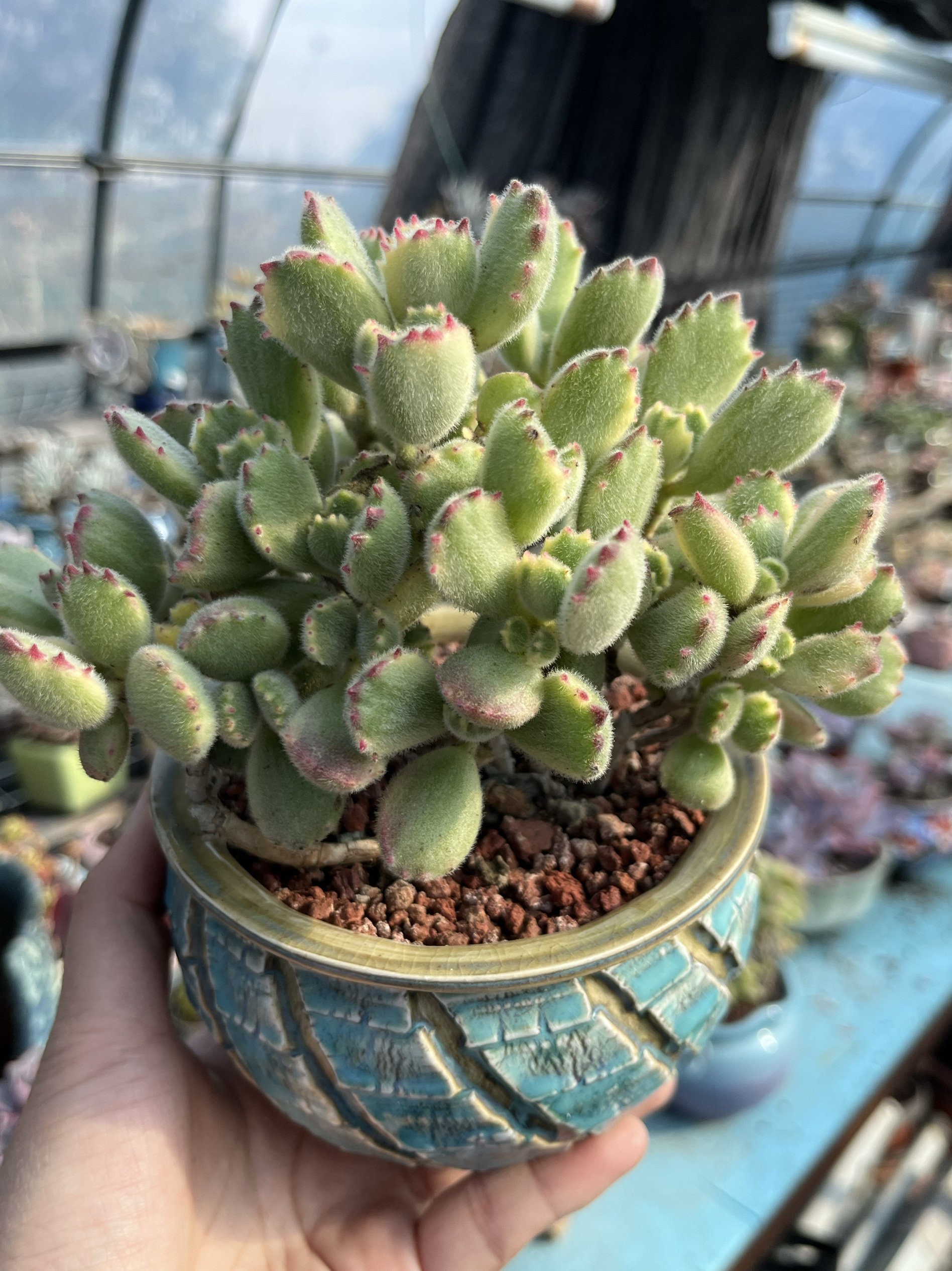 熊童子锦白熊掌彩虹熊多肉植物老桩一物一拍