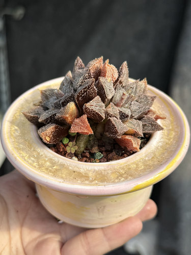 各种 磨面寿寿系列玉露多肉植物十二卷属群生喜阴喜水一物一拍