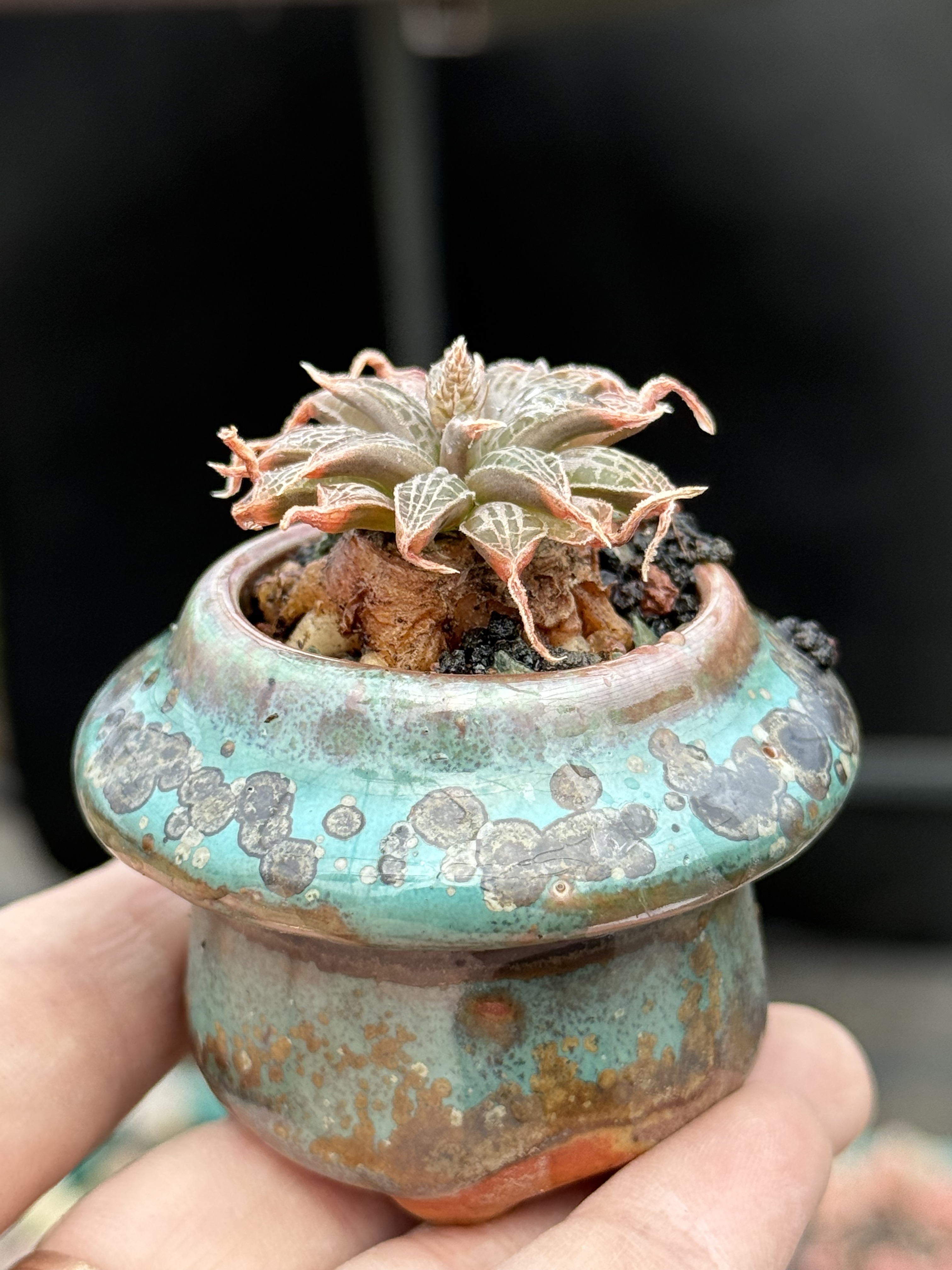 块根寿鳞芹属Bulbine haworthioides开花老桩稀有多肉植物