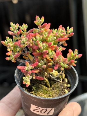 清棚处理，一物一拍红宝石枝干番杏拇指小老桩多肉植物