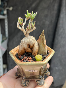 含盆,实生冰花块根枝干番杏拇指小老桩多肉植物造型盆栽一物一拍