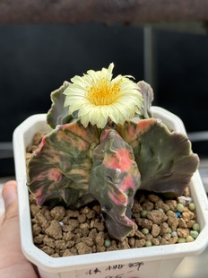 实生五角核桃鸾凤玉锦粉锦多肉植物仙人球锦一物一拍非药锦