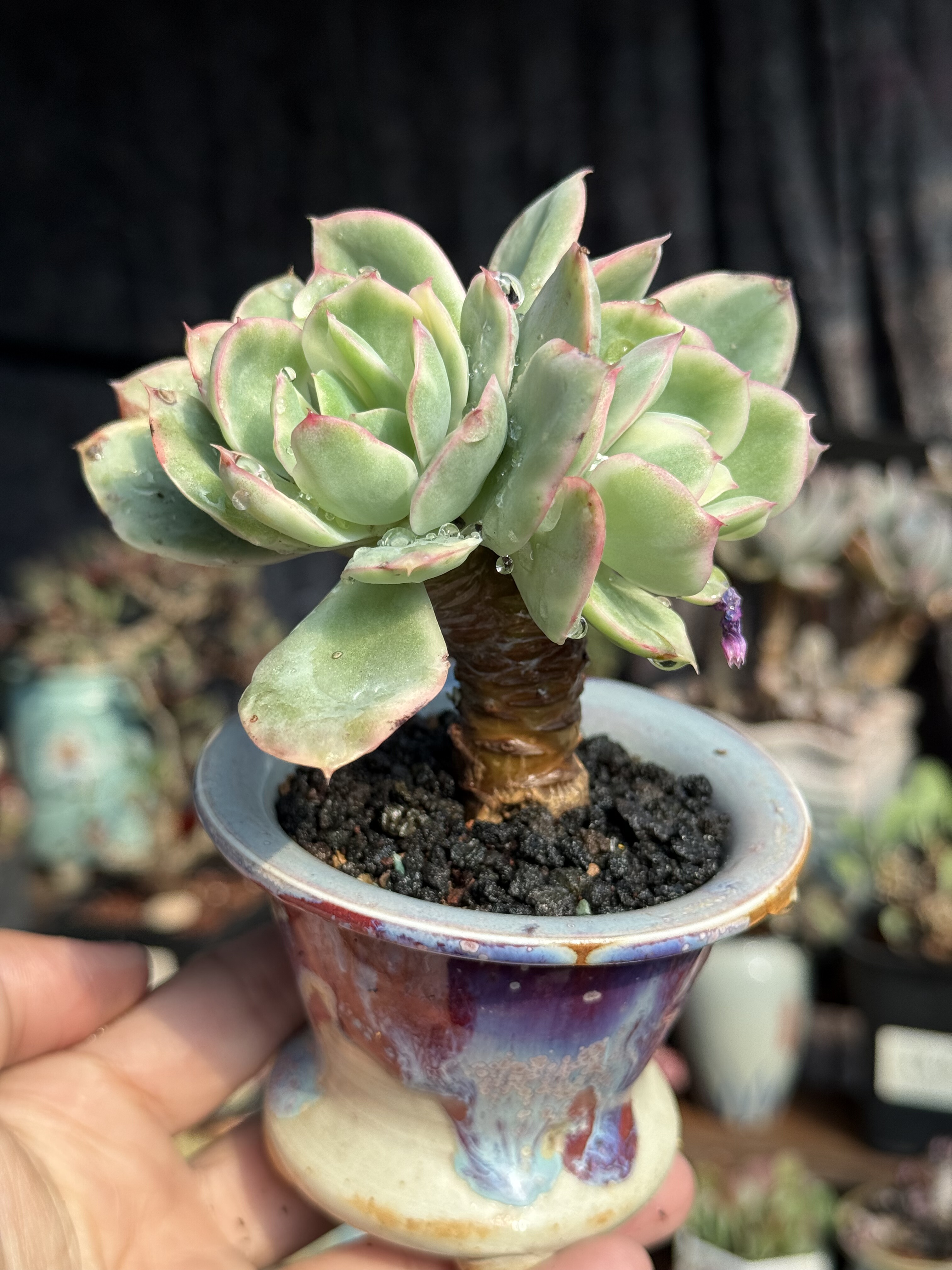 琦罗锦绮罗锦多肉控养木质老桩室内盆栽植物一物一拍