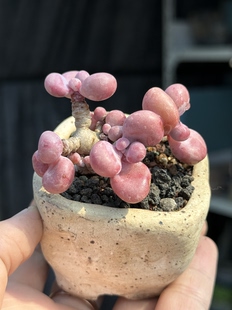 桃蛋圆叶桃蛋腰子蛋多肉精控木质悬崖老桩一物一拍