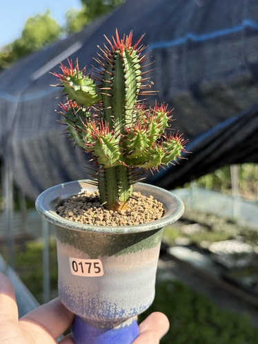 赤焰麒麟红刺麒麟红彩阁大戟Euphorbia enopla多肉植物一物一拍