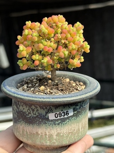 含盆 金桔糖球金橘糖球枝干番杏小树形老桩多肉植物一物一拍
