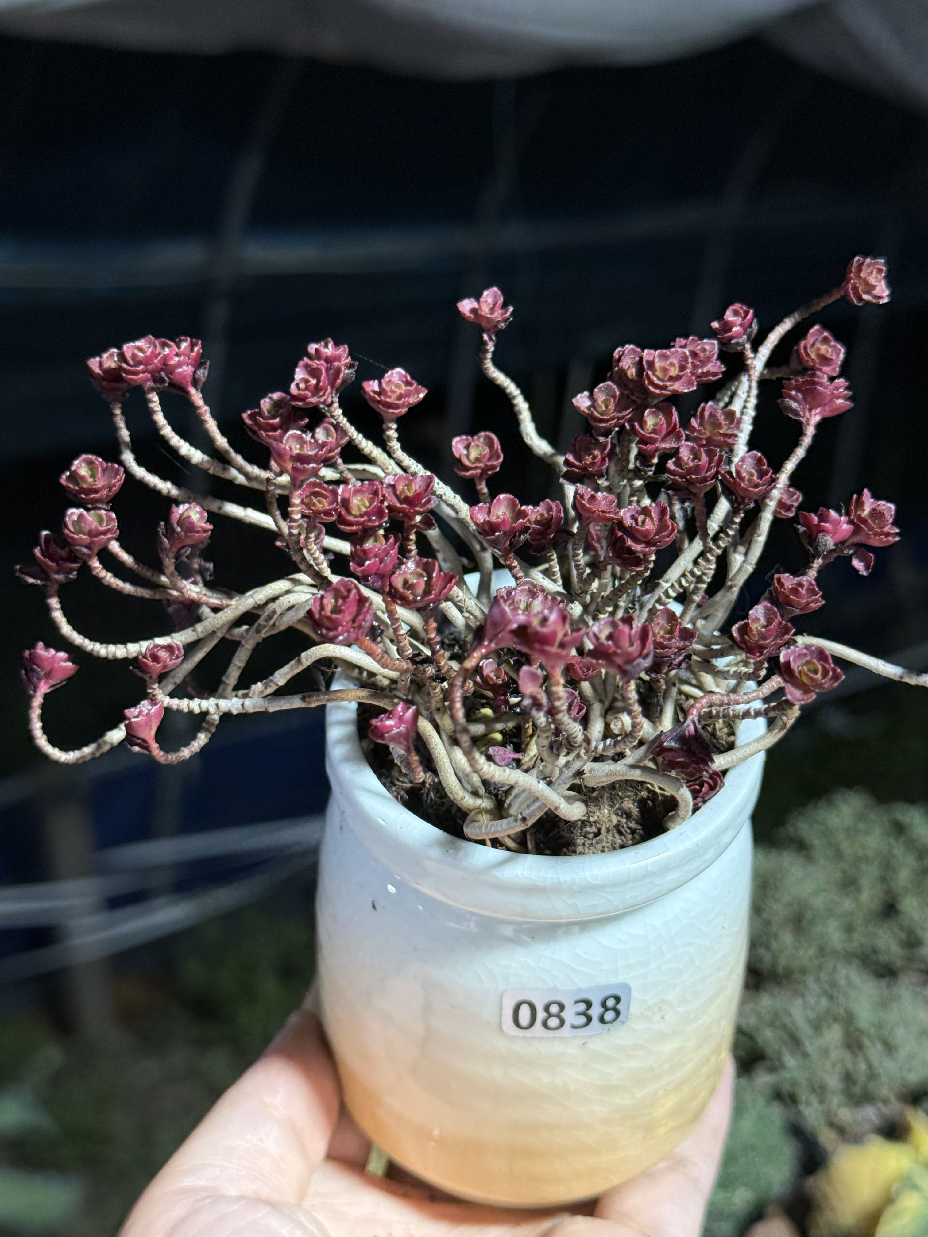 含盆 小球玫瑰多肉植物精控木质悬崖老桩一物一拍
