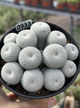 月世界仙人球Epithelantha micromeris白色实生软刺稀有一物一拍