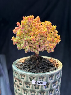 含盆,实生蜜橘糖球蜜桔枝干番杏小树形悬崖老桩多肉植物一物一拍