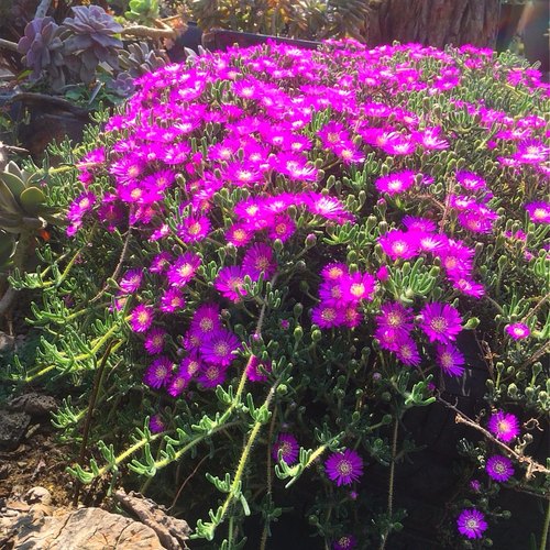 荧光兔枝干番杏参考14厘米盆脱土发货全场满18元包邮