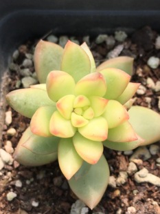 黄丽锦7厘米方盆趣味多肉防辐射适合盆栽窗台全场满18包邮