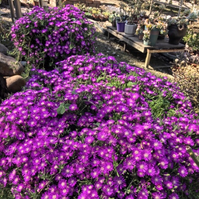 荧光兔枝干番杏参考14厘米盆脱土发货全场满18元包邮