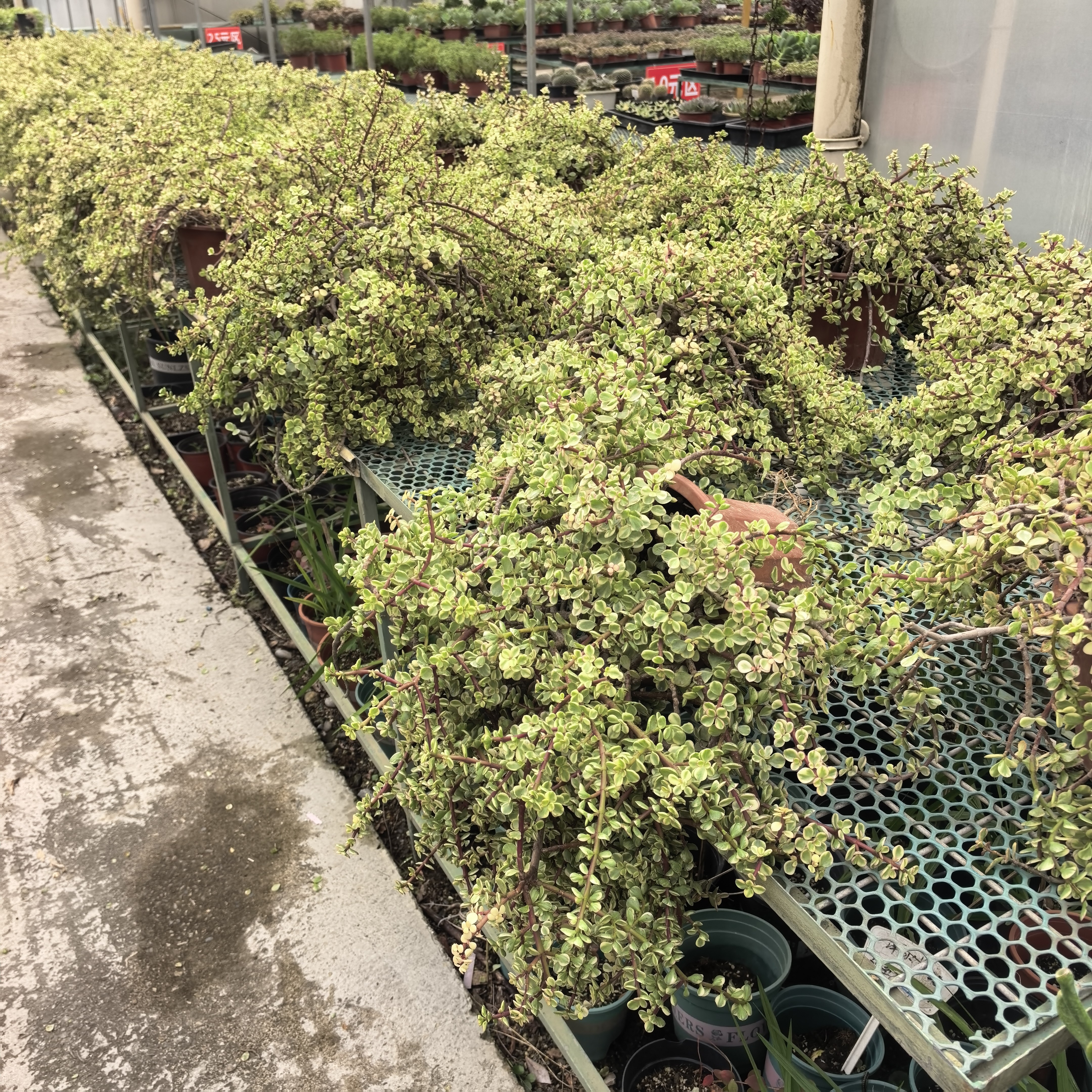 雅乐之舞老桩适合夏季露养多肉植物脱土发货不含盆
