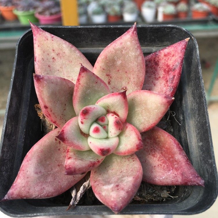 皮蛋多肉7厘米方盆去甲醛防辐射适合盆栽阳台全场满18包邮