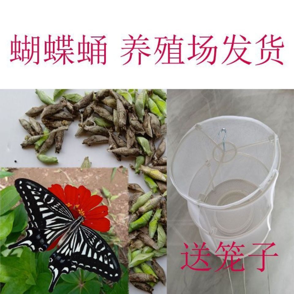 蝴蝶蛹柑橘凤蝶蛹玉带蝴蝶蛹活体蝴蝶蝴蝶幼虫蝴蝶卵蝴蝶蛹随机发