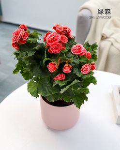 绿森 重瓣丽格海棠花盆栽带花苞室内外阳台四季开花不断好养花卉