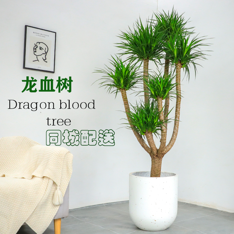 龙血树办公室落地龙血树