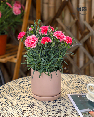 康乃馨盆栽带花苞室内外阳台美观