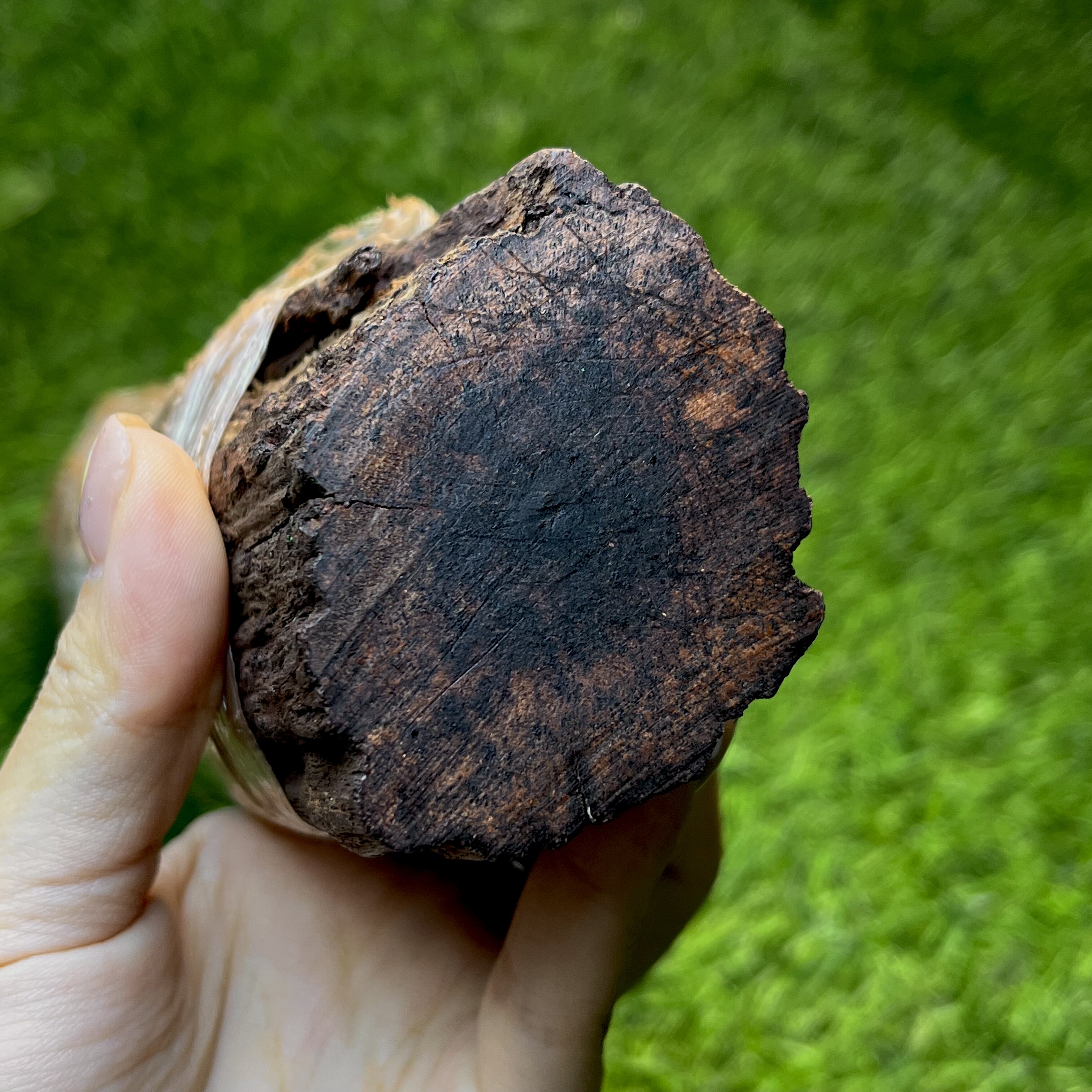 天然小叶降真香奇香橙红油高密软糖藤品料土埋料秒沉水猫猫推荐