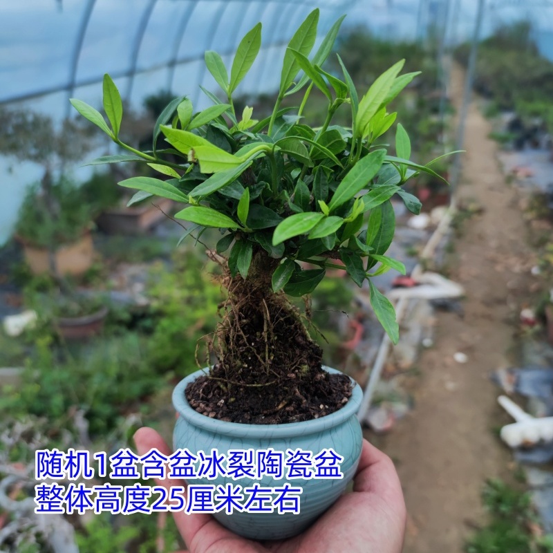 小叶栀子花盆景提根栀子花细叶栀子花盆景四季常青栀子花绿植盆景