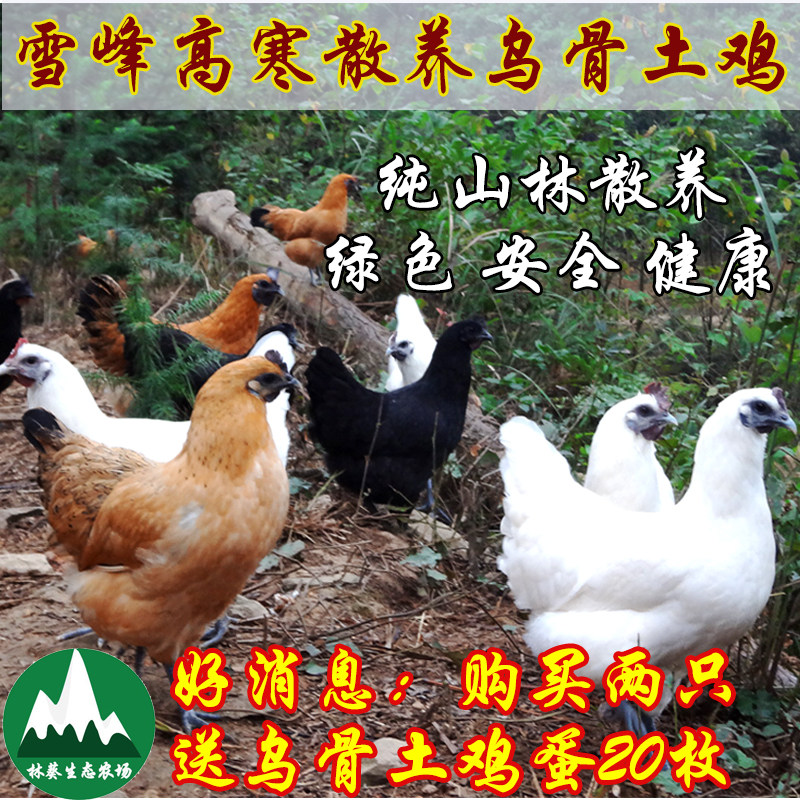 湖南瑶山雪峰乌骨鸡土鸡散养乌鸡山林放养月子鸡老母鸡草鸡走地鸡