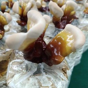 鹿茸菌种植包菌包菌种菌棒蘑菇包阳台种植蘑菇包买一发二送技术