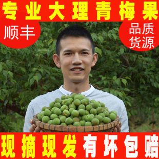 顺丰青梅果新鲜5斤云南洱源酸梅果孕妇鲜果现摘现发泡酒酵素梅子