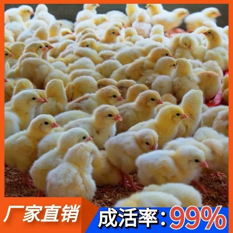 （50只装）正宗纯种麻鸡黄脚小鸡五黑青脚麻羽鸡散养【宠物鸡】10