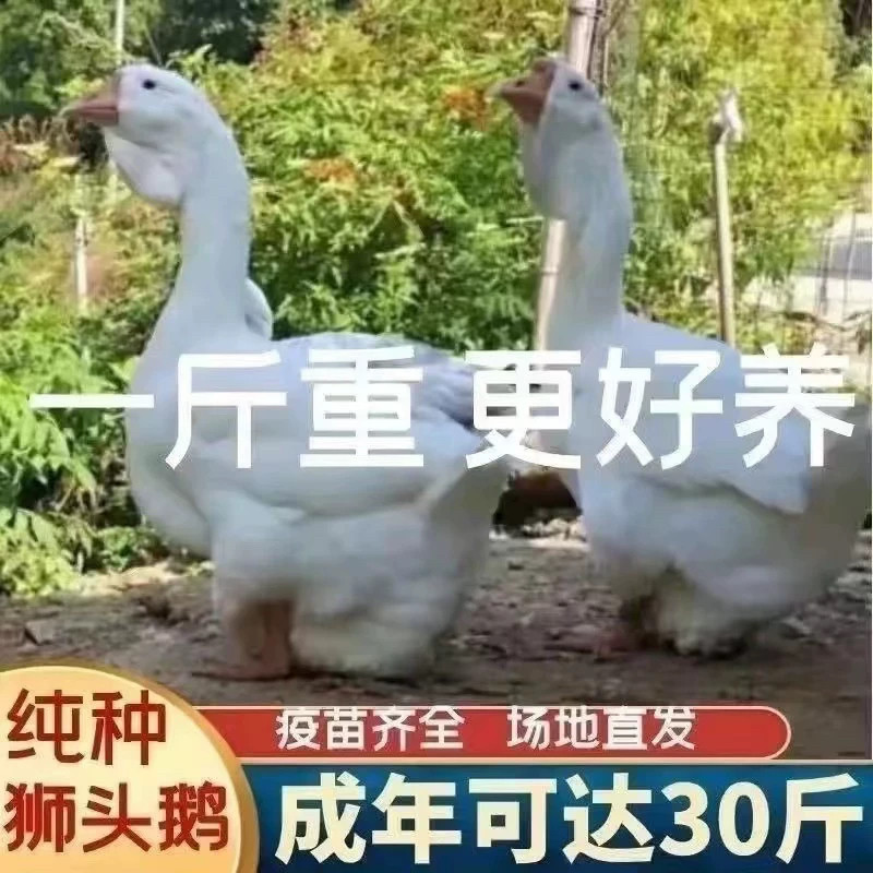 （6只装）正宗特大种白狮头鹅看家鹅观赏鹅农家散养【宠物鸭】
