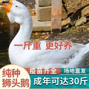 正宗白狮头鹅特大纯种高品质脱温小鹅大白鹅潮汕白狮头鹅宠物活体